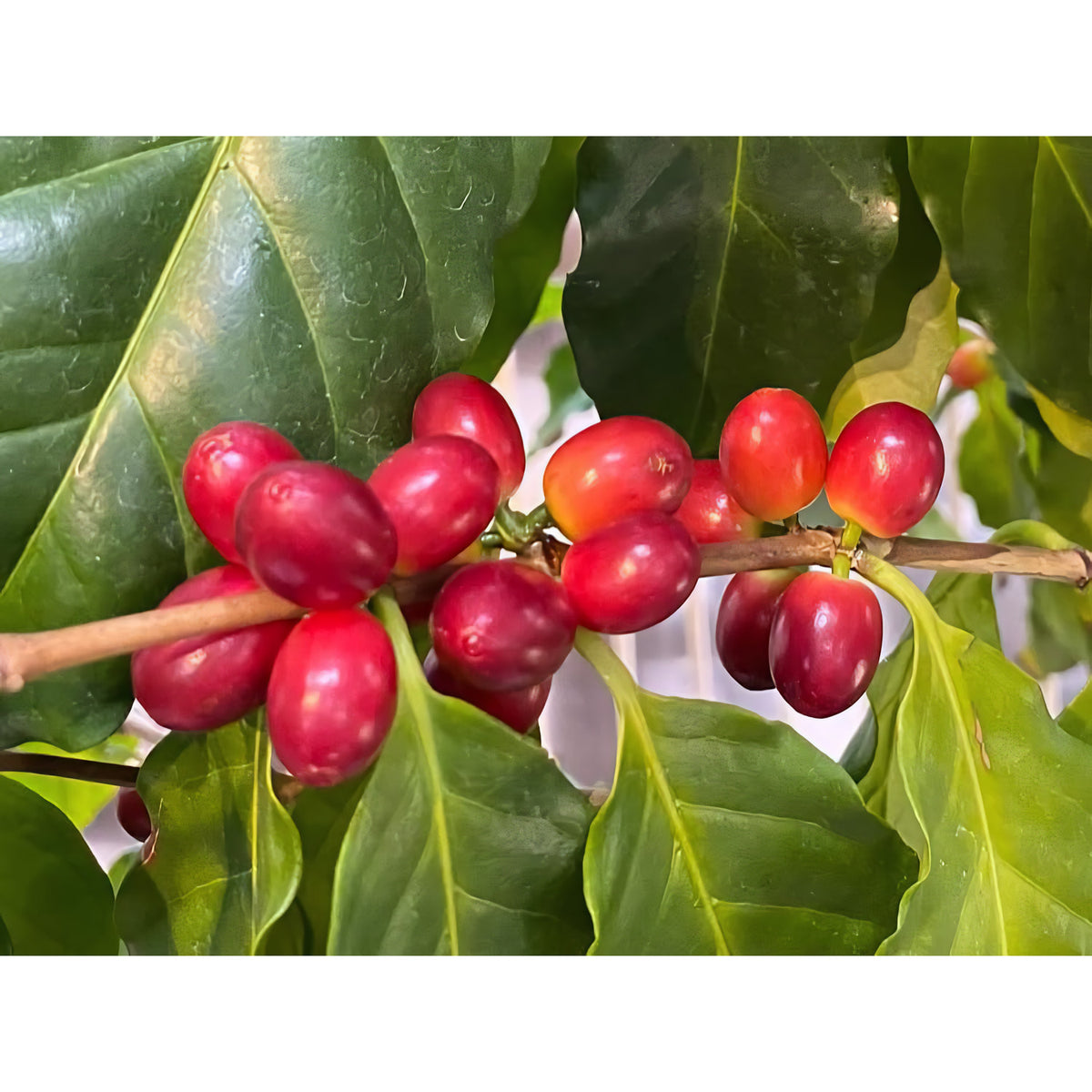 Rote Kaffeekirschen an einem Zweig, Ursprung der Mount Hagen Arabica Bohnen für Röstkaffee.