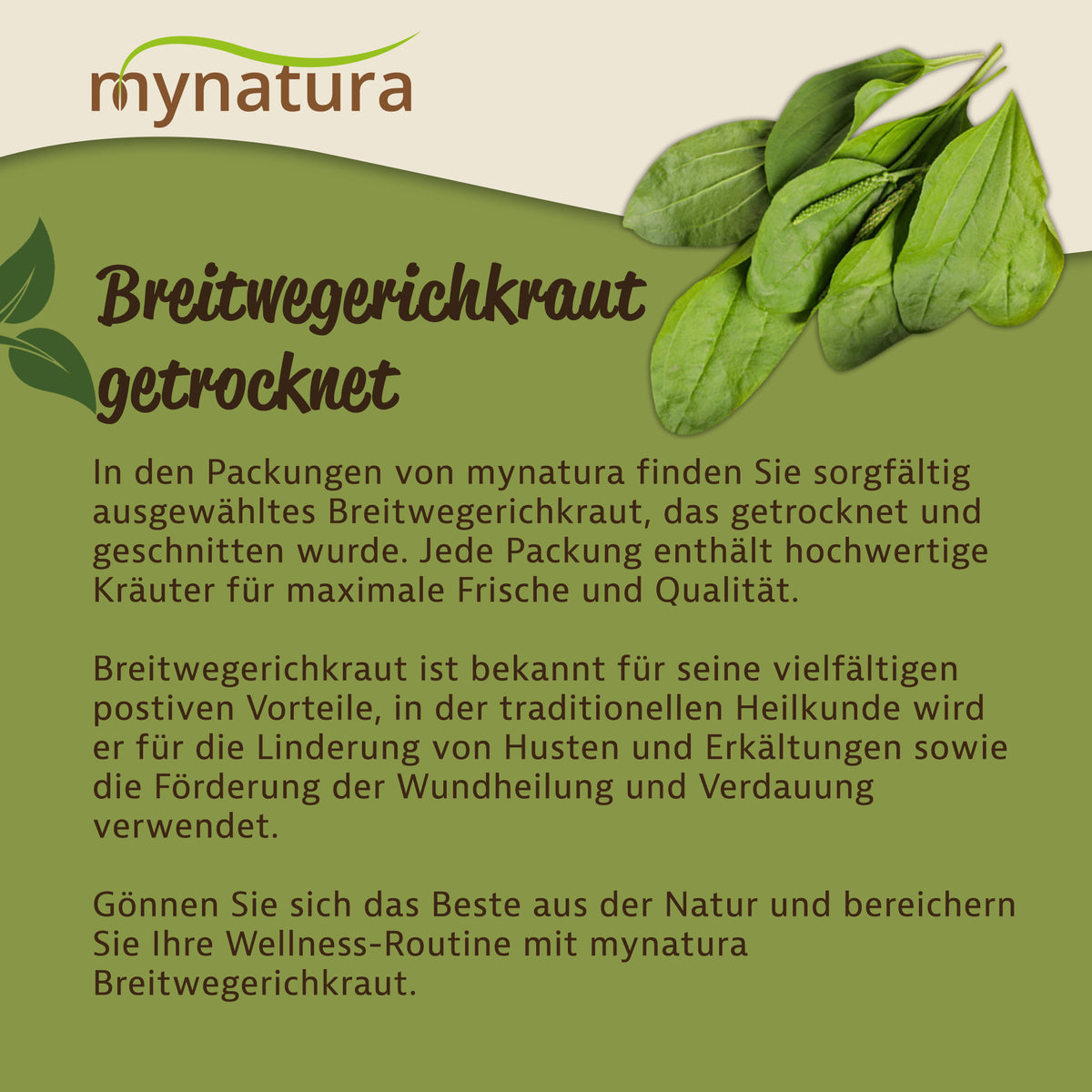Mynatura Breitwegerichkraut - getrocknet und geschnitten -  in verschiedenen Größen — Abbildung 3