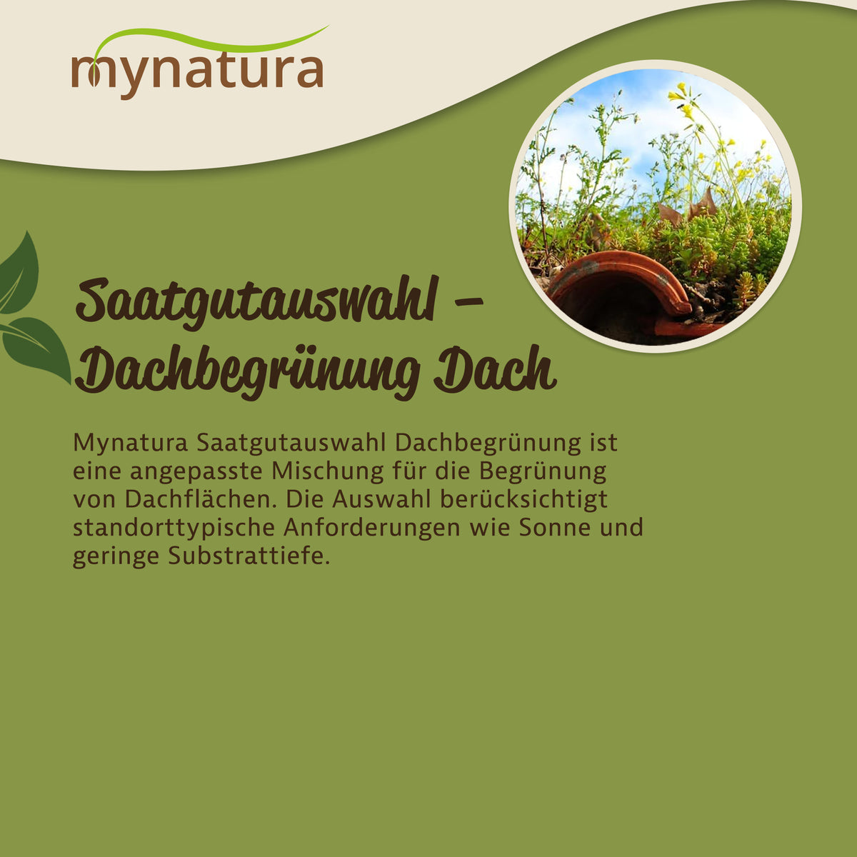 Mynatura Saatgutauswahl – Dachbegrünung 10g — Abbildung 3
