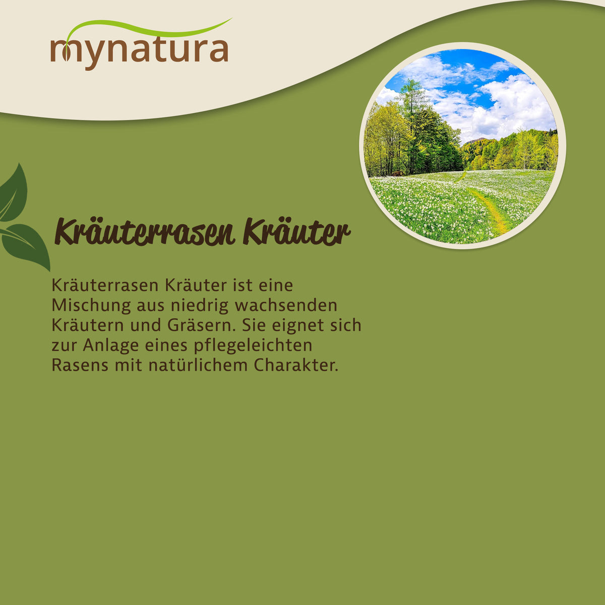 Infografik mit Beschreibung der Kräuterrasen Mischung von Mynatura, oben rechts ein Foto einer blühenden Wiesenfläche im Garten.