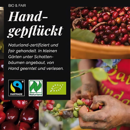 Hand pflückt reife Kaffeekirschen für Mount Hagen Arabica Crema, daneben Fairtrade- und Naturland-Siegel.