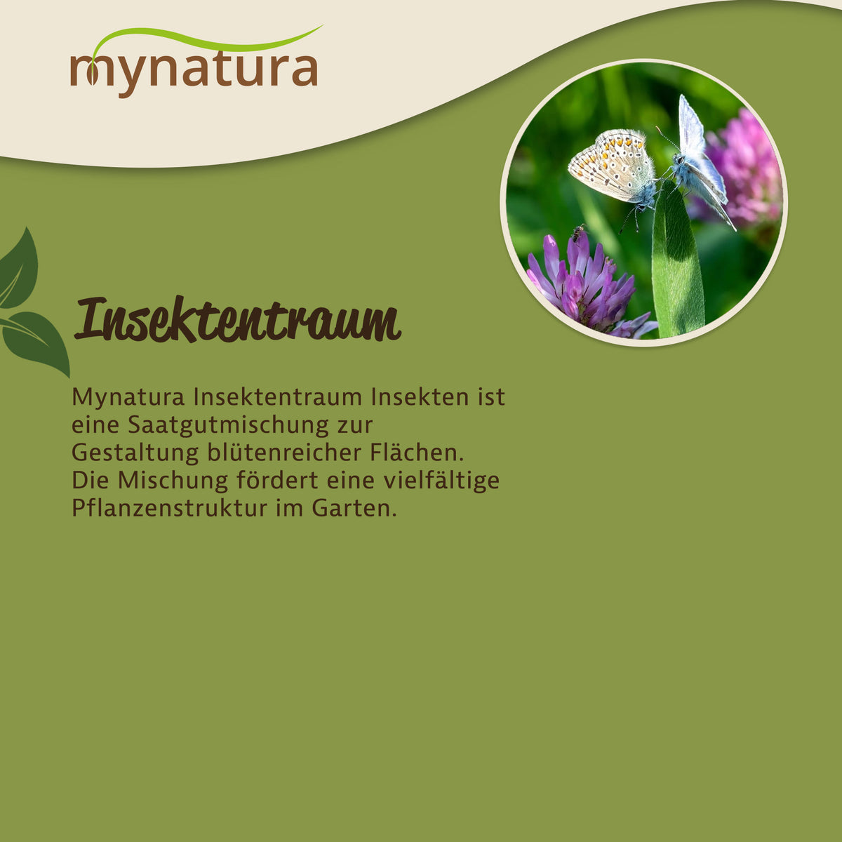Schmetterlinge auf Blüte neben Text zur Saatgutmischung Mynatura Insektentraum für blühende wiesenfläche im garten.